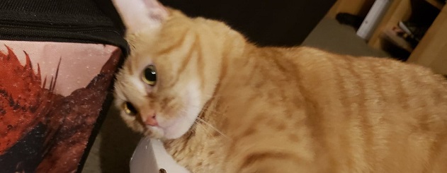 Bringing Magic to Life - Playtime with Clementine!