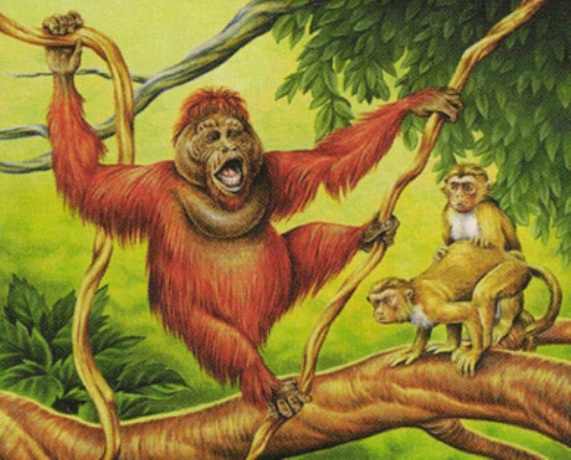 Singleton Shmingleton - Uktabi Orangutan