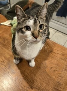 *For cat tax purposes, here's Goose, the Oft-Nauseous