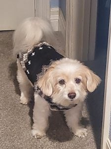 Lucky, a dog wearing a black and grey coat, looks up with a wagging tail.